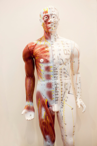 Tcm Ideas :Human Body As 